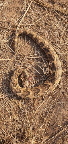 Puff Adder