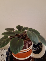 Streptocarpus ionanthus