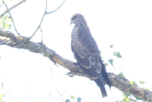 Black Kite
