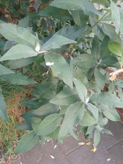 Buddleja davidii