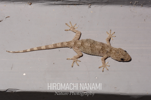 Peking Gecko