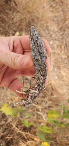 Rock Monitor