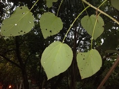 Urera caracasana