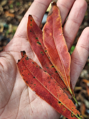 Terminalia australis, photograph 3