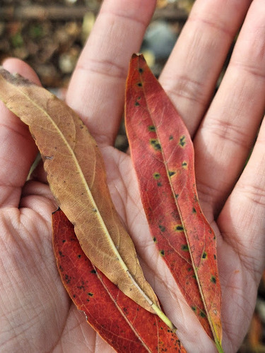 Terminalia australis, photograph 2