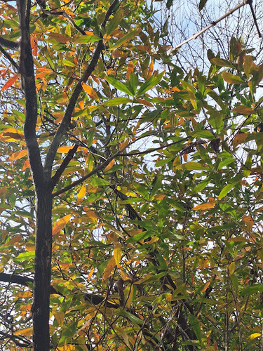 Terminalia australis, photograph 1