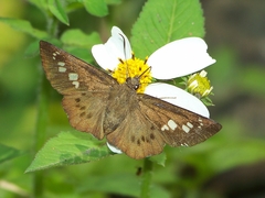 Seseria formosana
