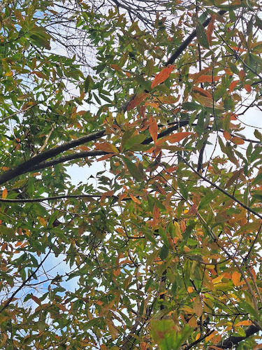 Terminalia australis, photograph 4