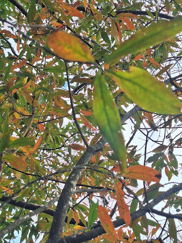 Terminalia australis, photograph 5