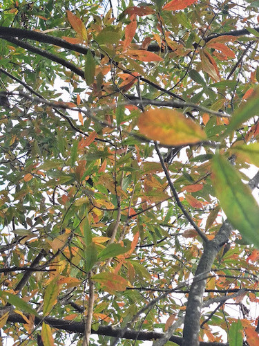 Terminalia australis, photograph 6