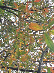Terminalia australis, photograph (c) Rocío Esmeralda Pose, some rights reserved (CC BY)