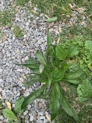 Plantago lanceolata