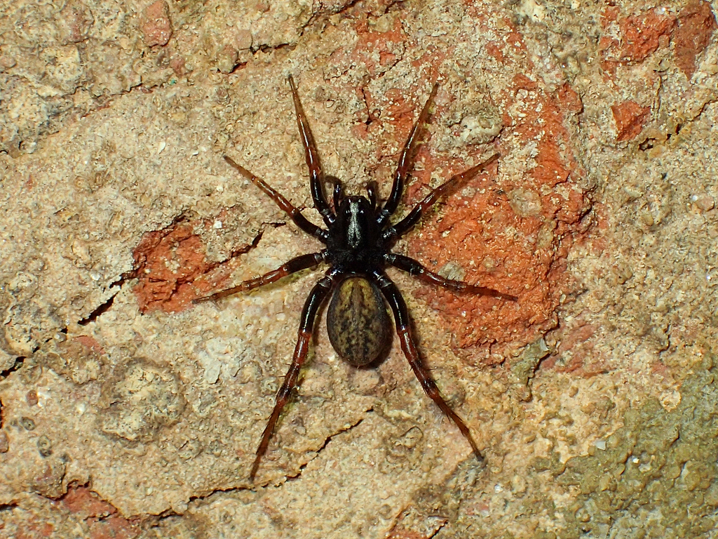 Allocosa funerea