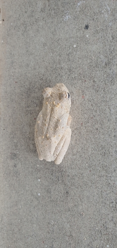 Grey Foam-nest Tree Frog