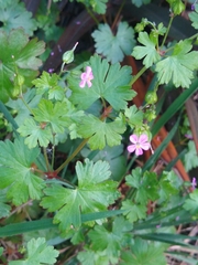 Geranium lucidum