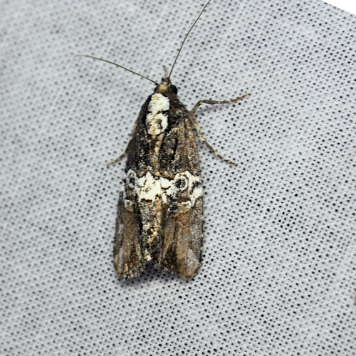 Half-banded Bryolymnia photo 2