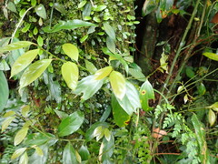 Cryptocarya chinensis
