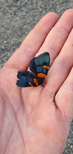 African Peach Moth
