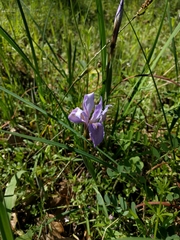 Iris macrosiphon