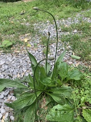 Plantago lanceolata