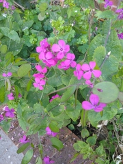 Lunaria annua