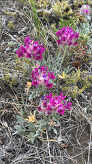 Oxytropis besseyi, photograph (c) Rory P. Carroll, some rights reserved (CC BY)