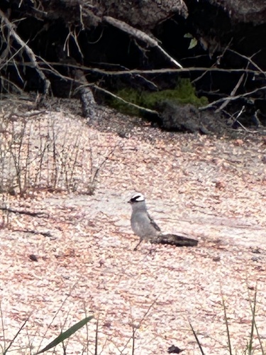iNaturalist observation photo of White-crowned Sparrow
