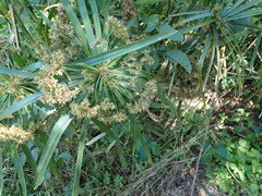 Cyperus alterniflorus
