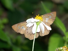 Seseria formosana