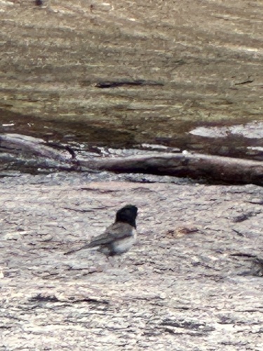 iNaturalist observation photo of Dark-eyed Junco