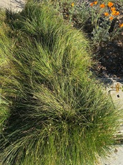 Carex pansa