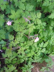 Geranium robertianum