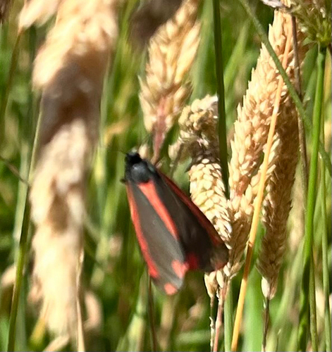 Cinnabar moth