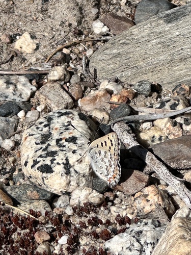 iNaturalist observation photo of Tharsalea