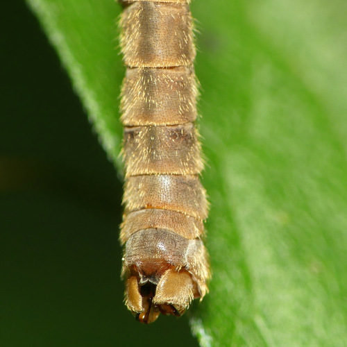 Marsh Crane Fly, photo 3 of 7