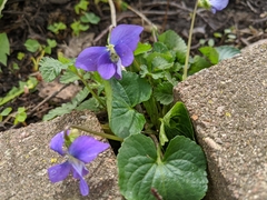 Viola
