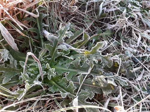 Hypochaeris chillensis, photograph 5