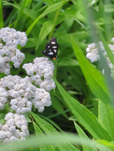 Eight-spotted Forester Moth