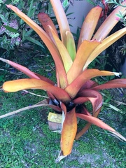 Aechmea blanchetiana