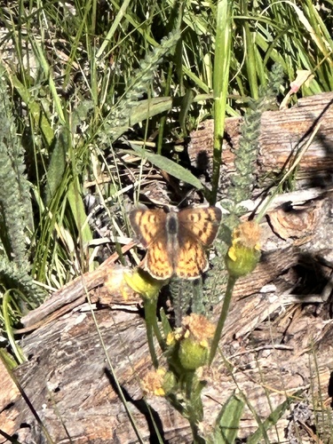 iNaturalist observation photo of Tharsalea