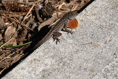 Anolis sagrei