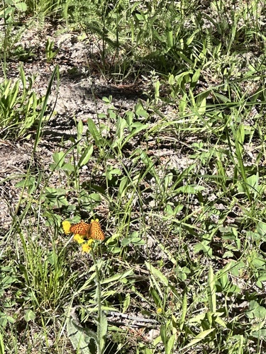 iNaturalist observation photo of Mormon Fritillary