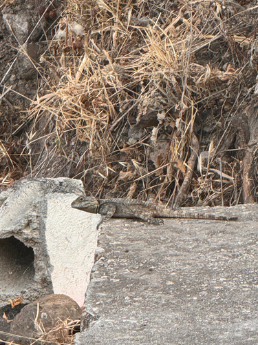 Roughtail Rock Agama