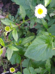 Erigeron karvinskianus