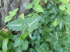 Desmodium tweedyi