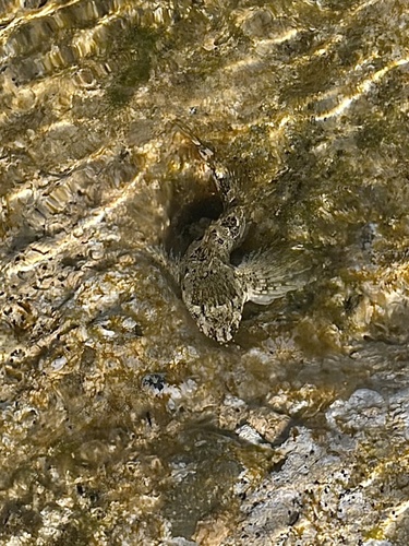 Lipophrys trigloides