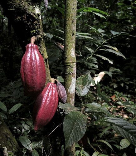 cacao tree
