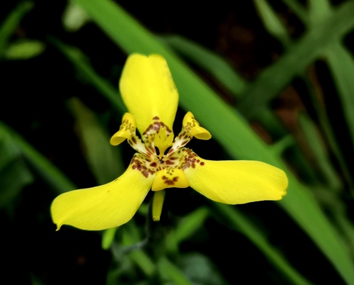 yellow walking iris