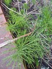 Equisetum arvense