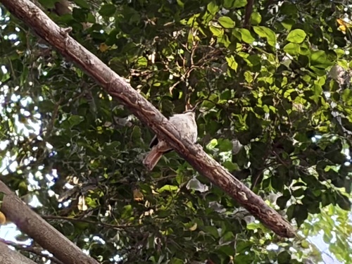 Rufous-tailed Palm Thrush (Cichladusa ruficauda), photo 10